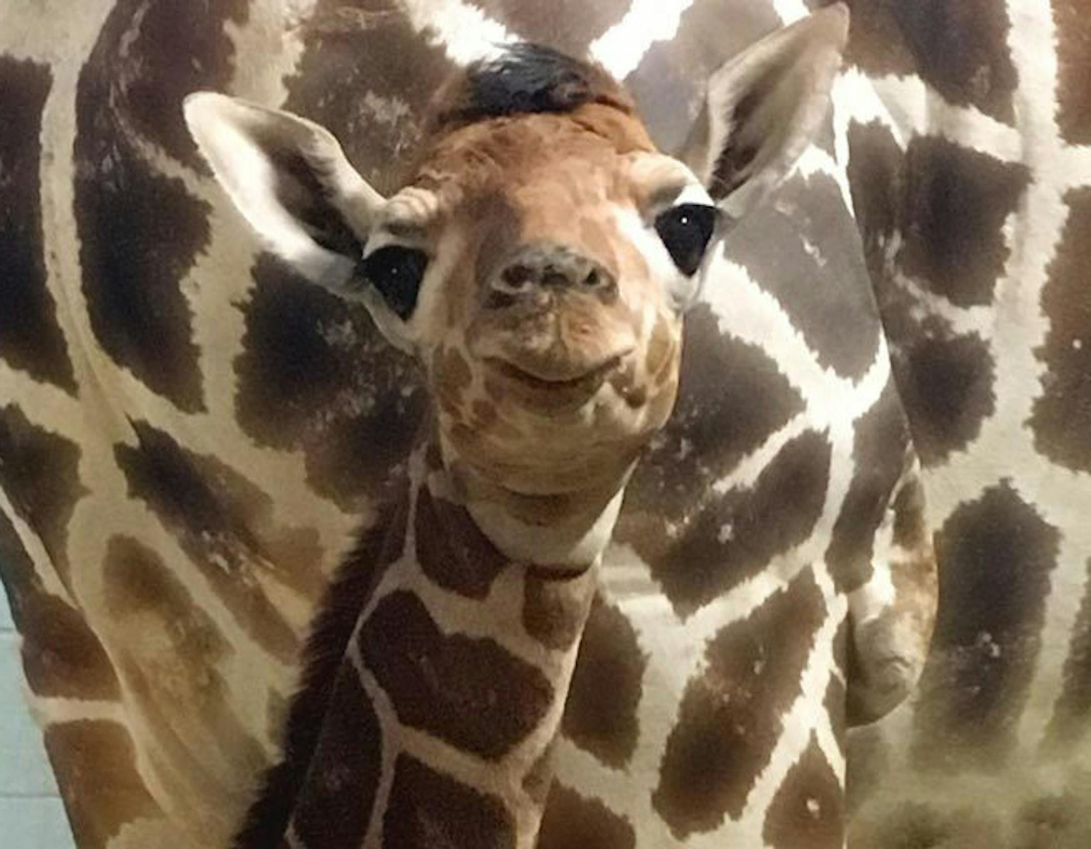 A giraffe named Prince is the latest addition to Como Zoo. The male was born Nov. 10. ORG XMIT: MIN1611171527420485