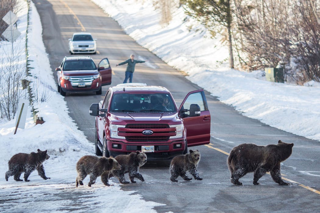 A grizzly bear and her four cubs cross a road in Jackson Hole, Wyoming in November. Many people watched and followed the travels of the this particular well-known, 24-year-old bear and her cubs until they denned for the winter. 