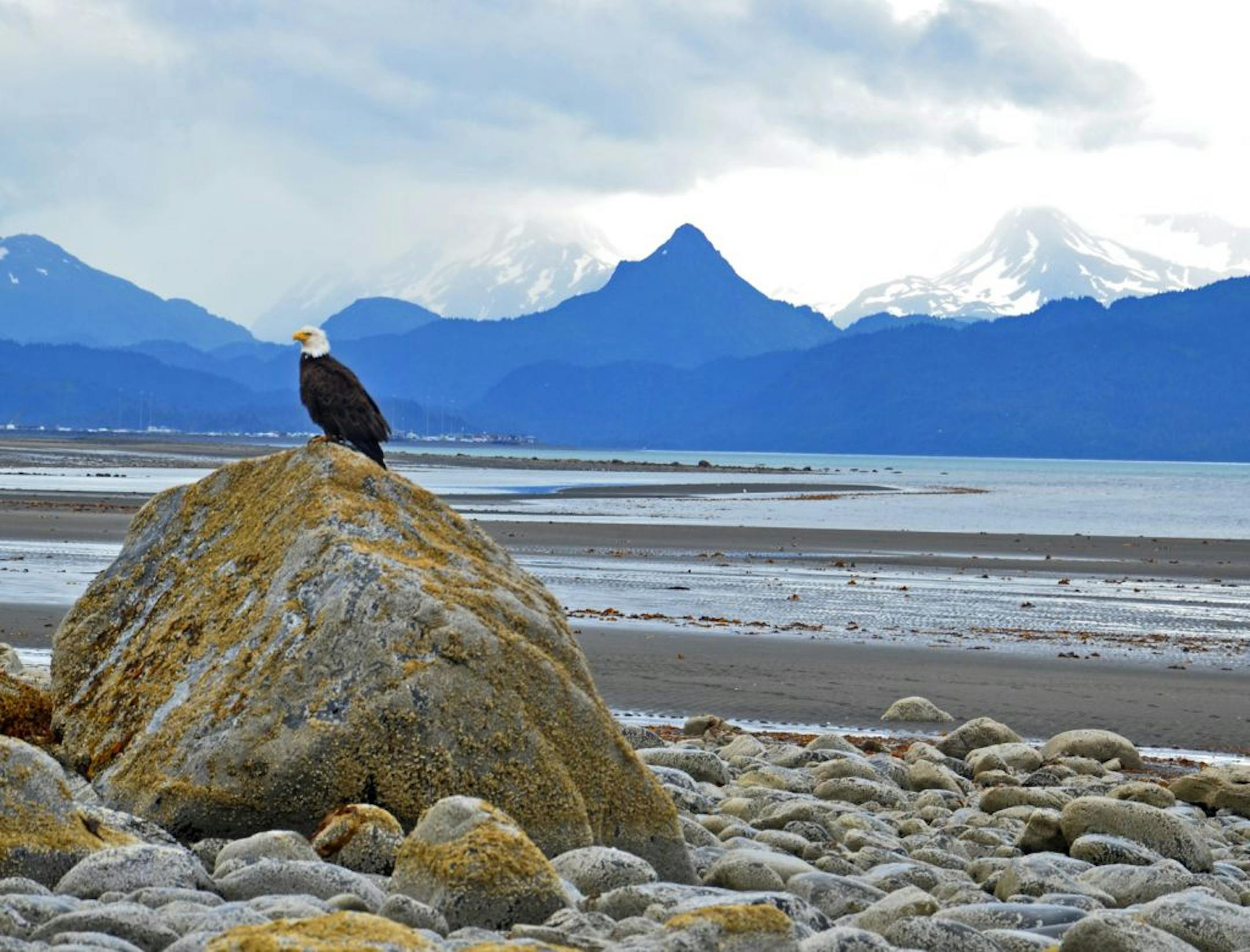 Photographer: Barbara Willett of Roseville. The scene: Willett had to do some maneuvering to capture this eagle on Kachemak Bay, with Poot Peak as the backdrop, during a trip to Alaska this past August with her husband. She explained by e-mail: "The slippery rock field in front of the eagle was hard to negotiate with a camera in hand and I truly expected the eagle to fly away just about the time I was ready to push the shutter. That did not happen. The eagle waited and I got this wonderful pictu