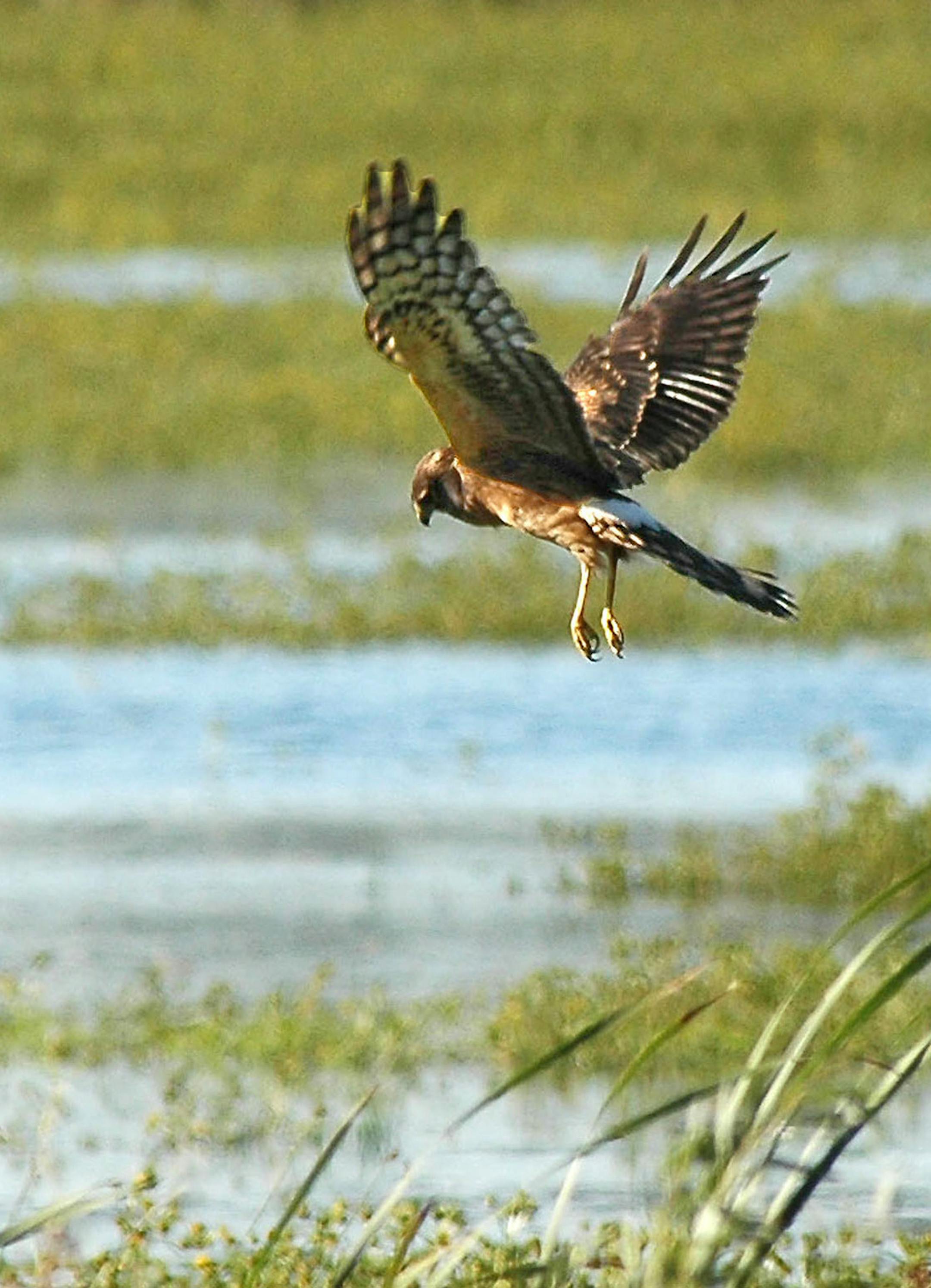 Harrier hunting credit: Jim Williams, special to the Star Tribune