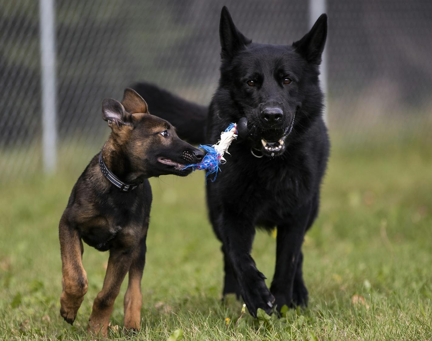 K-9 Officer Nova, right, ran around with puppy in training Buster at K-9 training facility in Woodbury, Minn., on Monday, September 24, 2018. ] RENEE JONES SCHNEIDER &#x2022; renee.jones@startribune.com Woodbury Police Department is training two puppies to be K9 officers. Most U.S. departments pay for dogs trained overseas; training in-house is new. A nonprofit in Woodbury is funding the training.