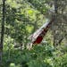 A vintage plane that crashed near Duluth in June hit nose-first in a wooded area off the pilot’s home runway. 
