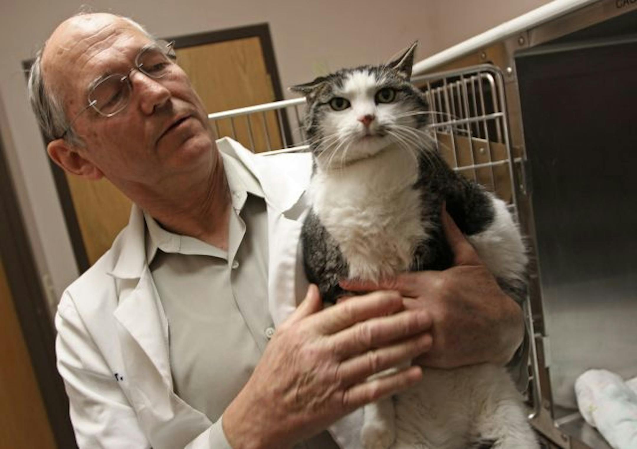 Dr. Kurt Hansen of the Shamrock Animal Hospital held one of the impounded cats being held at the Rosemount animal hospital. Rosemount is one of three cities in Dakota County that impounds cats and shoulders the cost at the local animal hospital.