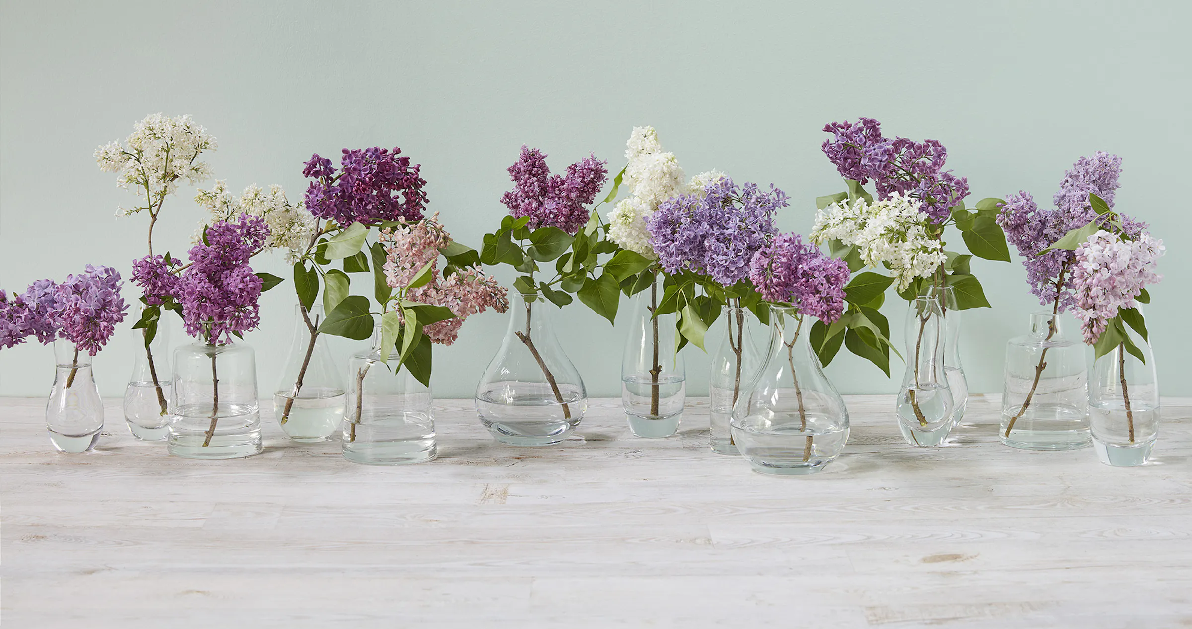 Purple-pleasing lilacs a sure sign of Minnesota spring
