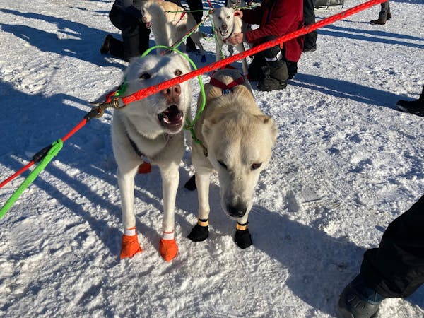 Sled dogs John and Solo on March 7, 2022.