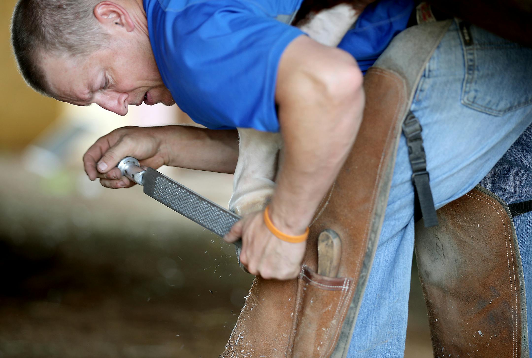 Horseshoer Scott Rhone worked on one of 12 horses for the day's calendar at Canterbury Park, Wednesday, June 15, 2016 in Shakopee, MN. ] (ELIZABETH FLORES/STAR TRIBUNE) ELIZABETH FLORES • eflores@startribune.com