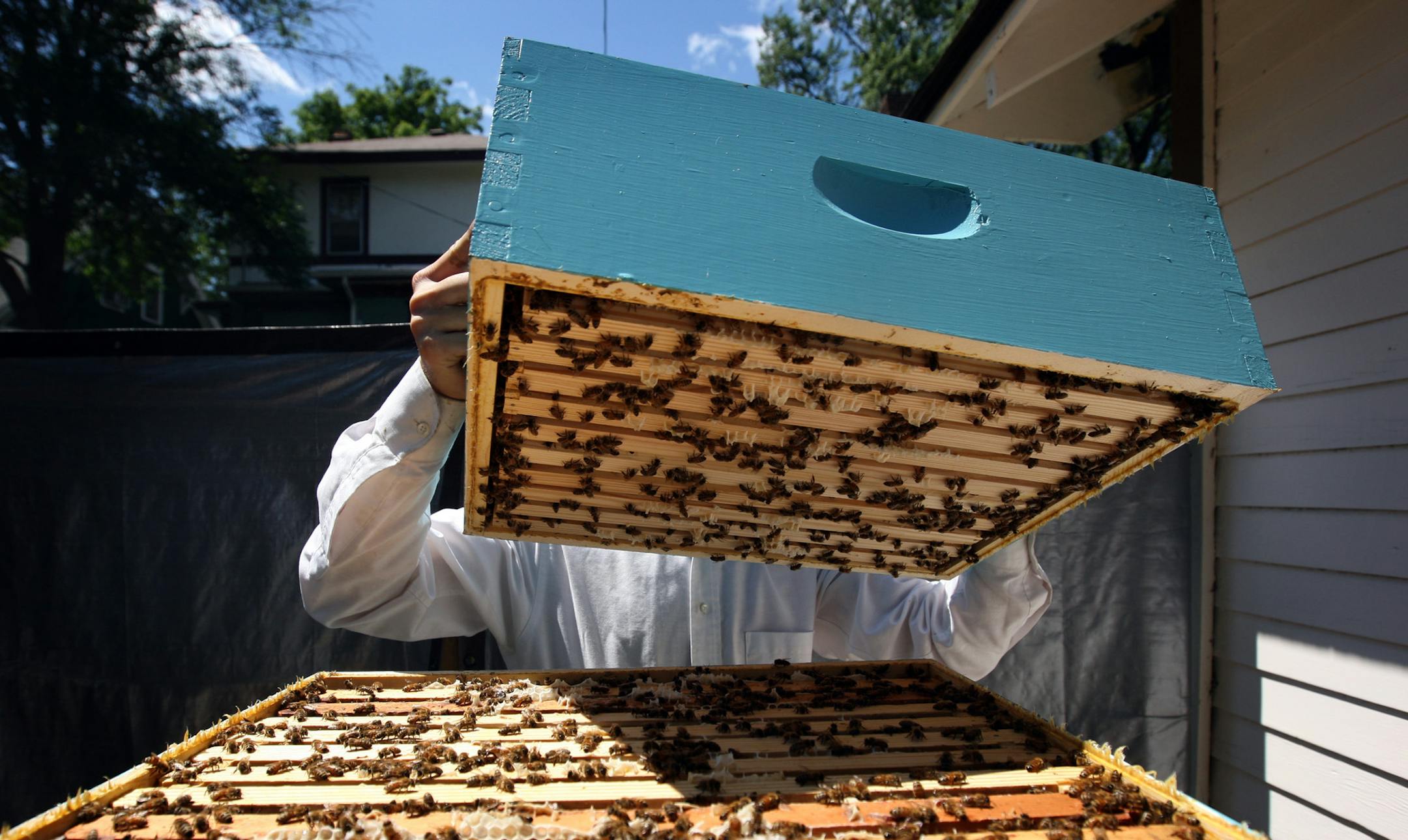CARLOS GONZALEZ &#xef; cgonzalez@startribune.com July 13, 2008 &#xf1; Minneapolis, MN &#xf1;&#xa7;Illegal backyard bee colony in Minneapolis. St. Paul allows them, Minneapolis doesn't. A handful of people are working to change the ordinance ] Amateur beekeeper (not if we are using name or not) went through his backyard hive looking for queen cells to remove at his Minneapolis home on Sunday. Bee colonies are legal in St. Paul and other cities but not legal in Minneapolis.