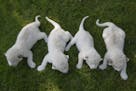 Four white lion cubs, born two weeks ago, play on the grass at the Taigan Safari Park, in Belogorsk, about 50 km (31 miles) east of Simferopol, Crimea