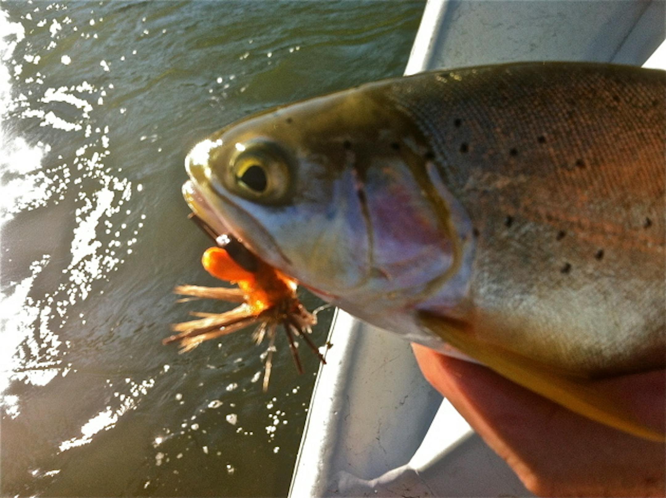 Salmonflies create crazy trout