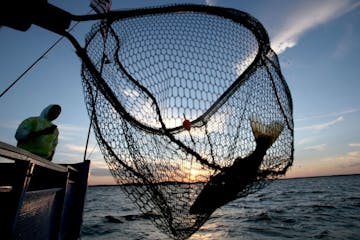 A walleye is netted, caught on the Twin Pines Resort boat at sunset Wednesday, July 29, 2015, during an evening excursion on Lake Mille Lacs.