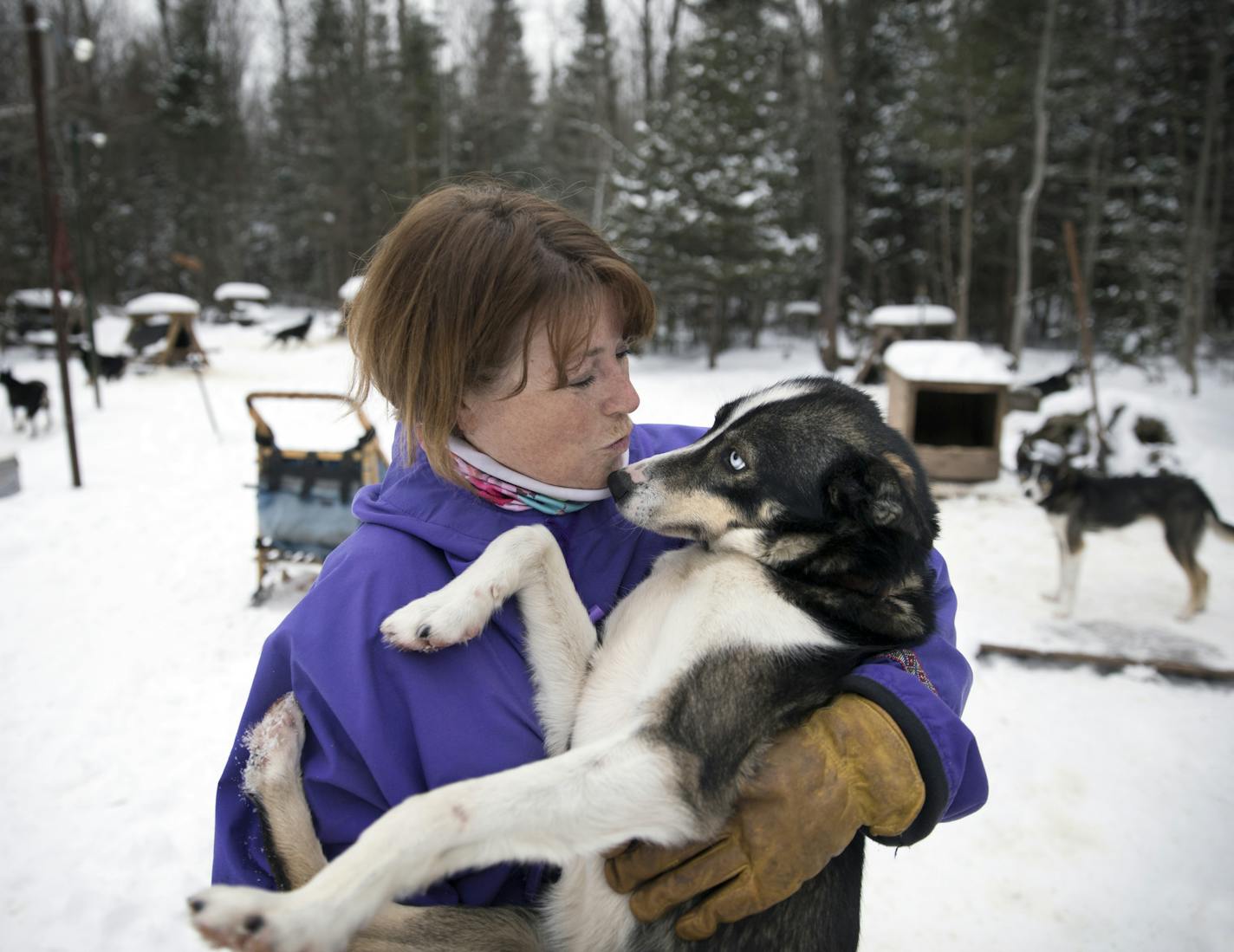 Colleen Wallin gives one of her dogs, Marlin, a little love. Wallin handicaps her gang line and tells us what makes her dogs tick. Advancer for Beargrease Sled Dog Race. ] BRIAN PETERSON &#x2022; brian.peterson@startribune.com
Two Harbors, MN 12/18/2017