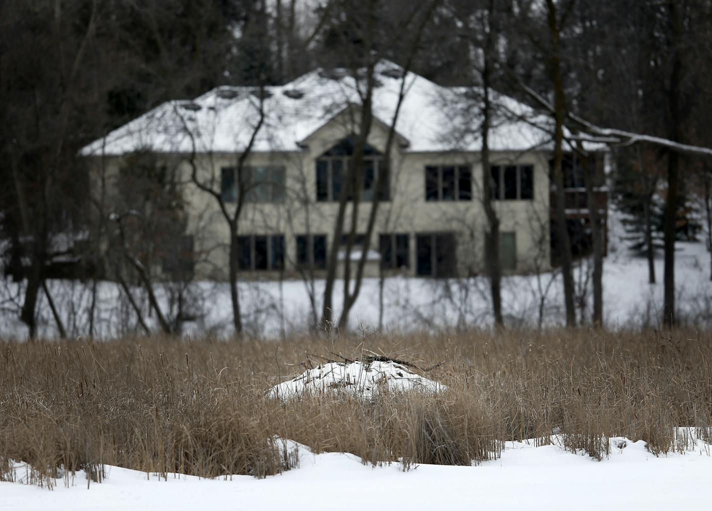 A beaver dam was built in the cattails inside of Phelps Bay near Shorewood.