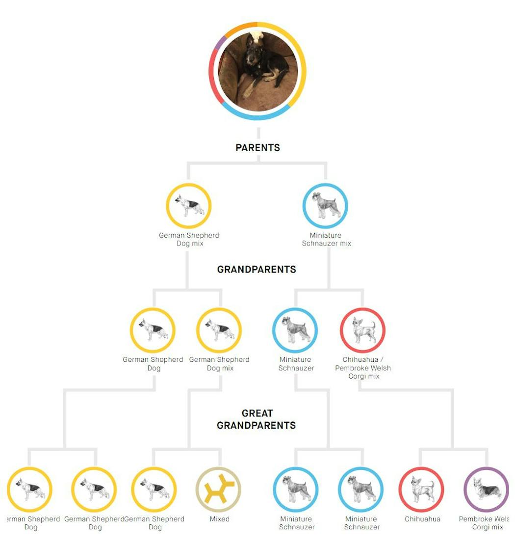 The Embark results of Juniper’s DNA test list her breed percentages and show a family tree that reveals her likely lineage.