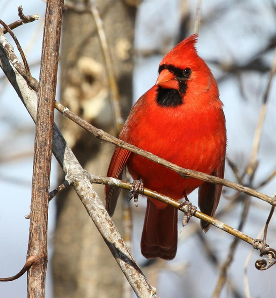 A male cardinal on high alert, note upright crest and wing position.