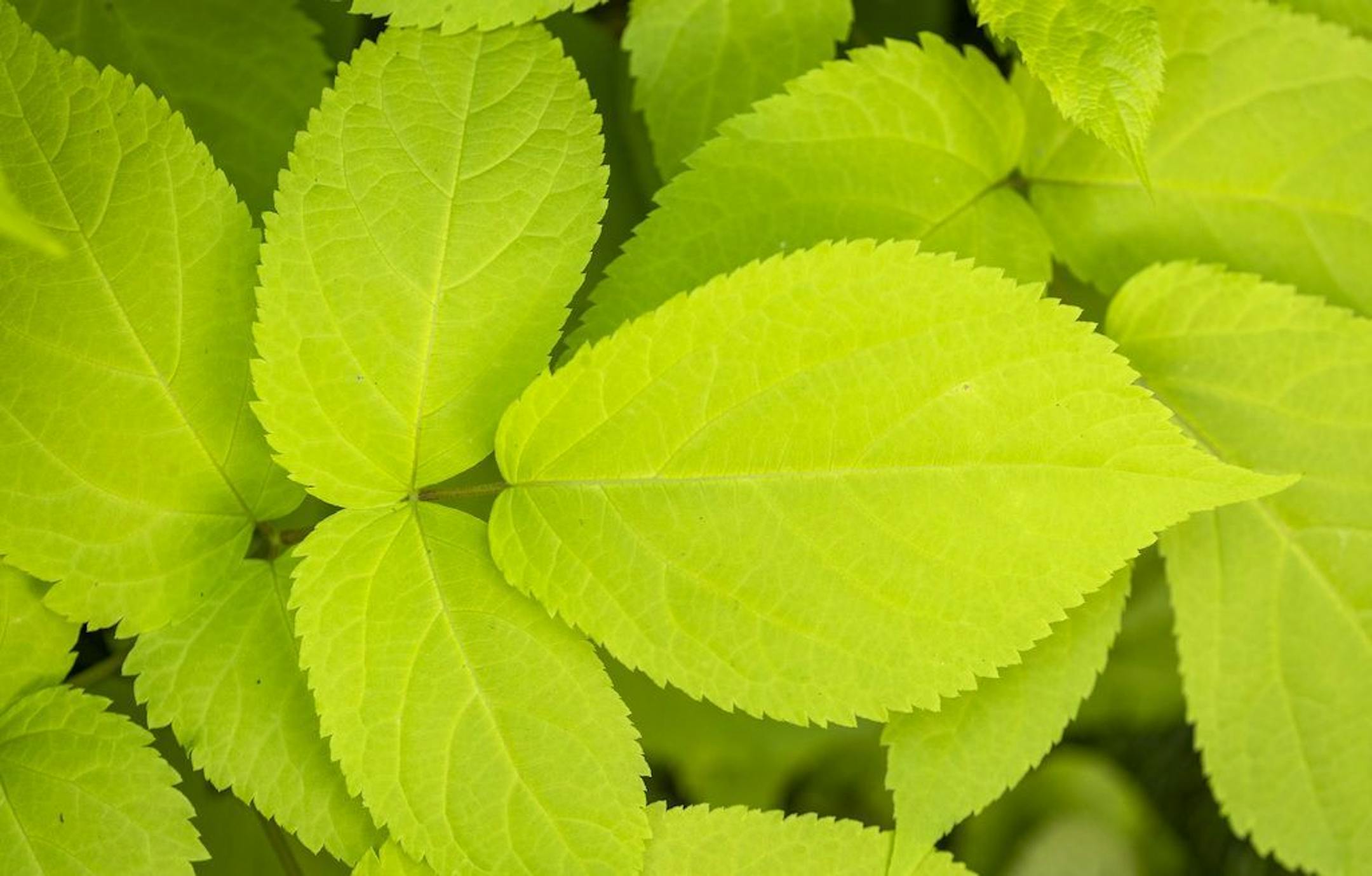 Aralia Sun King adds golden color to the garden.