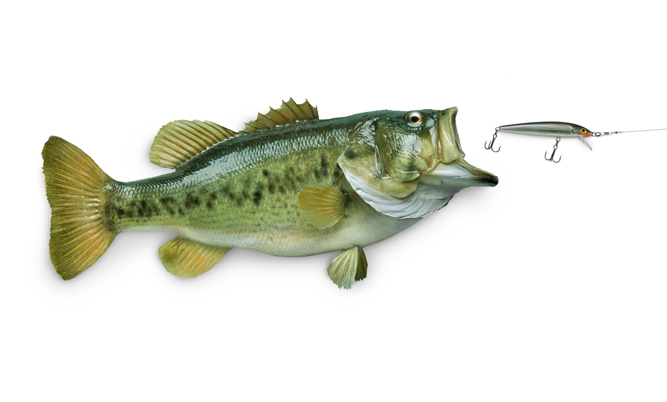 Largemouth bass