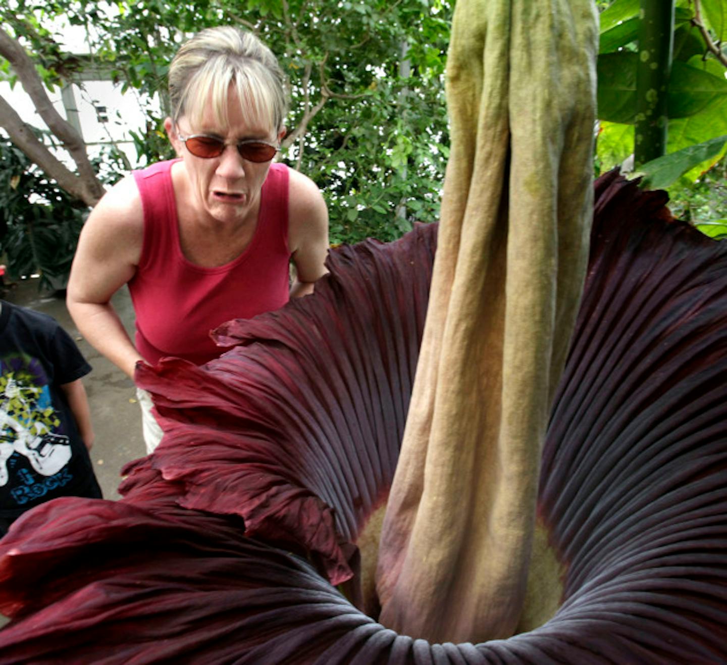 Sandy Gallego grimaces after getting a whiff of the order omitted from the Amorphophallus titanum, commonly called the "corpse flower," at the University of California, Davis, Botanical Conservatory, Friday, June 24, 2011. When blooming the plant releases the scent  a dead animal to attract flies and carrion beetles for pollination.  Also known as Titan Arum,  It may take 15 years for the plant to become large enough to bloom, and it is especially rare to see in cultivation. Originally discovered in 1878, on the island of Sumatra in Indonesia, the Titan Arum as been coaxed into flower only about 100 times around the world, including four times at UC Davis. (AP Photo/Rich Pedroncelli)