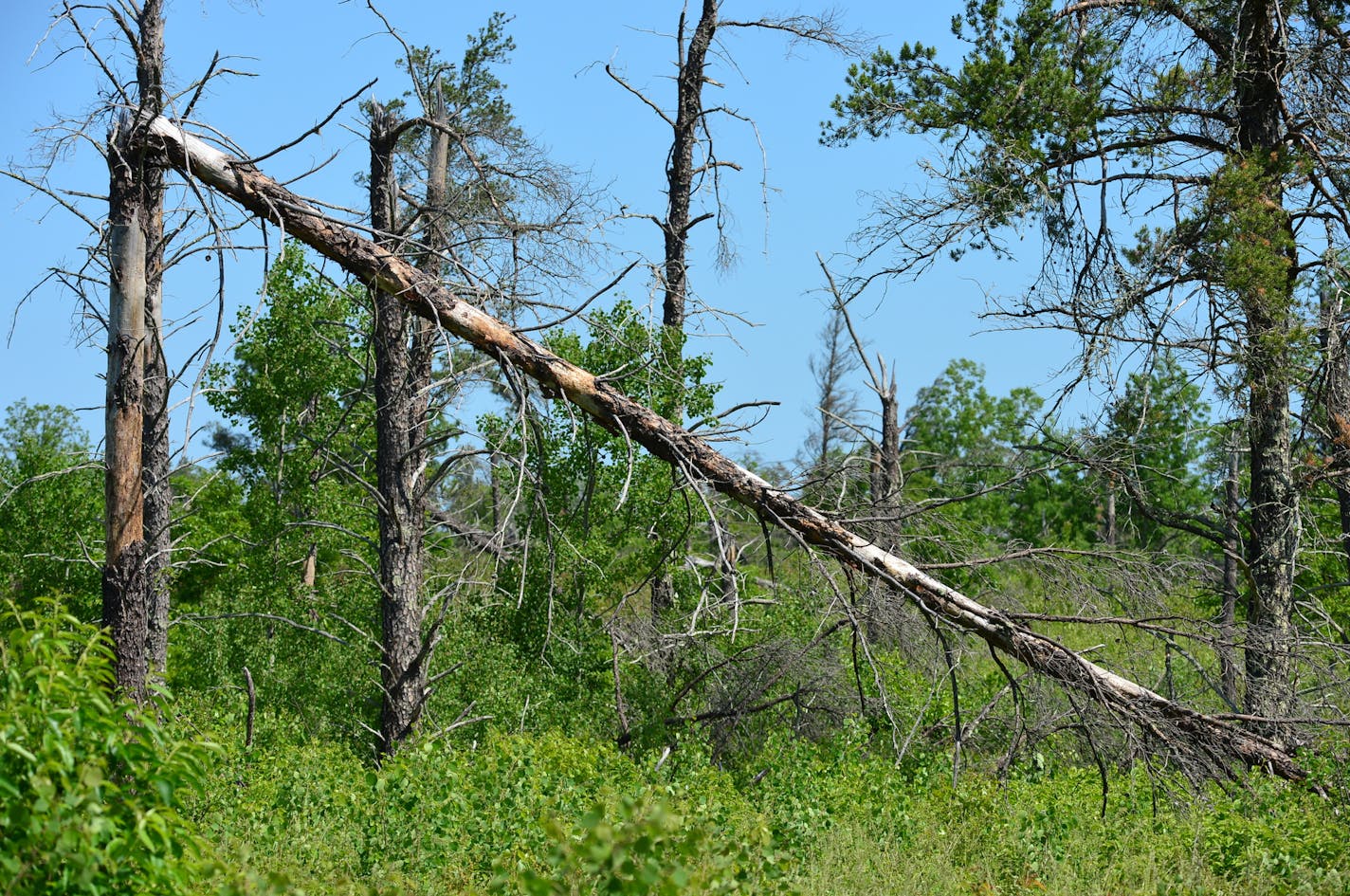 Hundreds of trees are dead but still standing. The winds were so fierce that some trees bent all the way over with out breaking but died from the stress.] St. Croix State Park is in the process of recovery of 13,000 acres of trees that were blown down, along with many buildings at the park. Mother Nature is healing itself after 3 years, the DNR is both helping that process -- and not helping it, as the case may be.They are still clearing out timber and using controlled burns to help promote grow