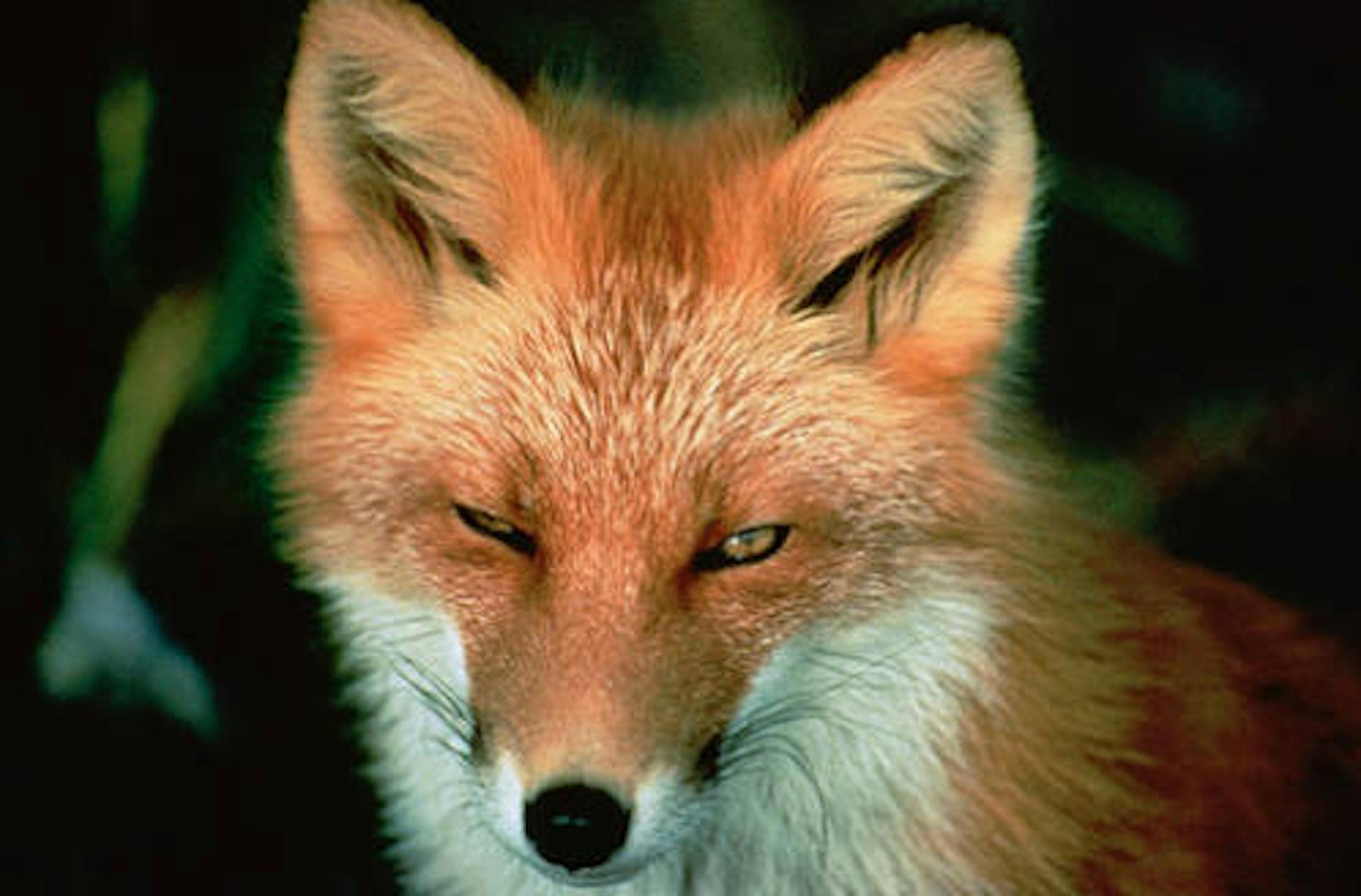 Red fox