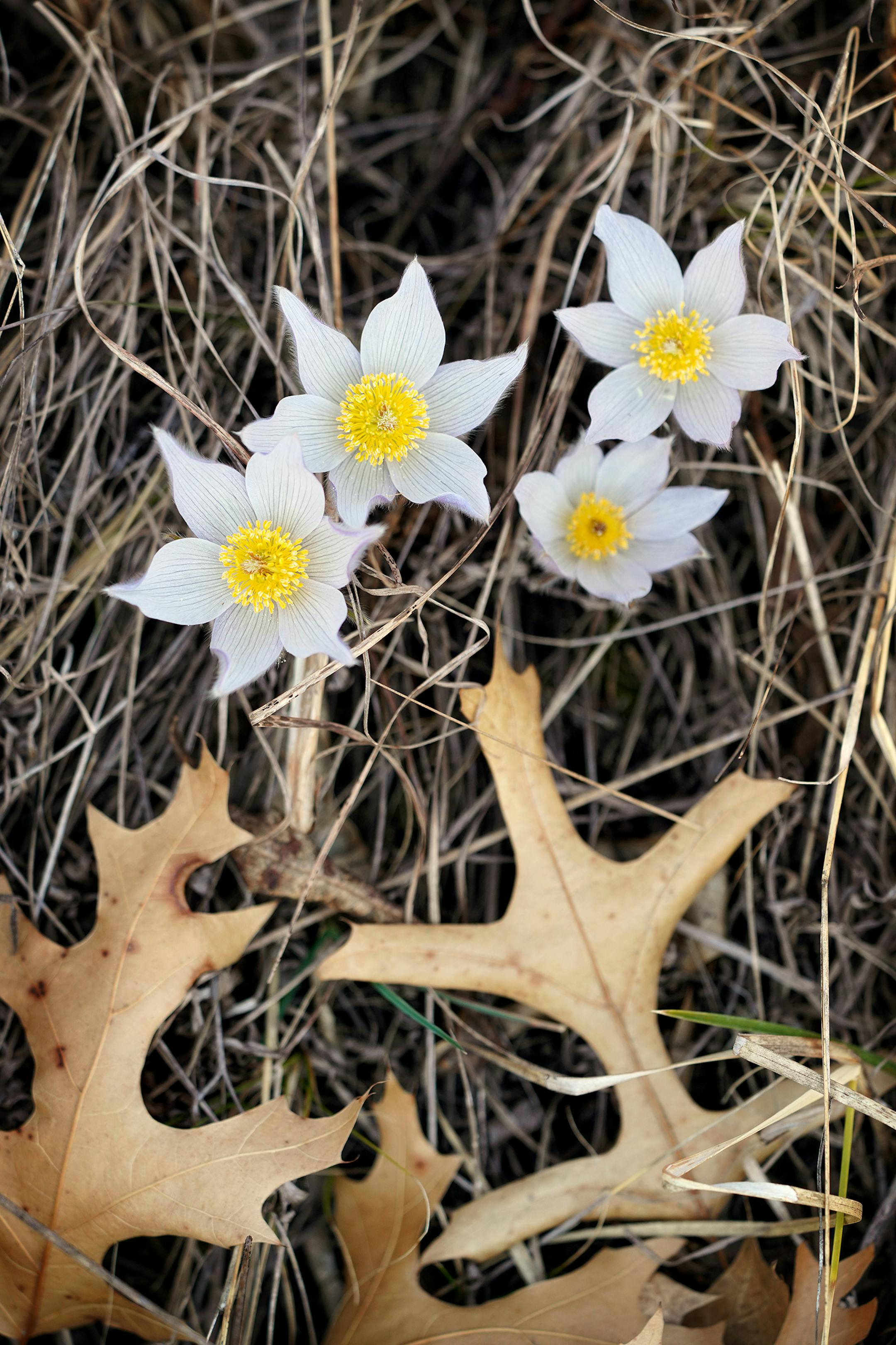 One of the first flowers to emerge in spring are the Pasque Flowers. Sprouting out of the warming soil and up through the dead grass and leaves of the season past at Grey Cloud Dunes Scientific and Natural Area in Cottage Grove.