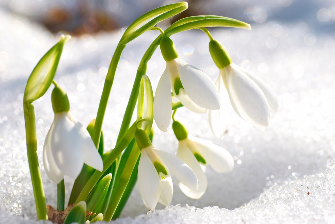 Spring snowdrop flowers