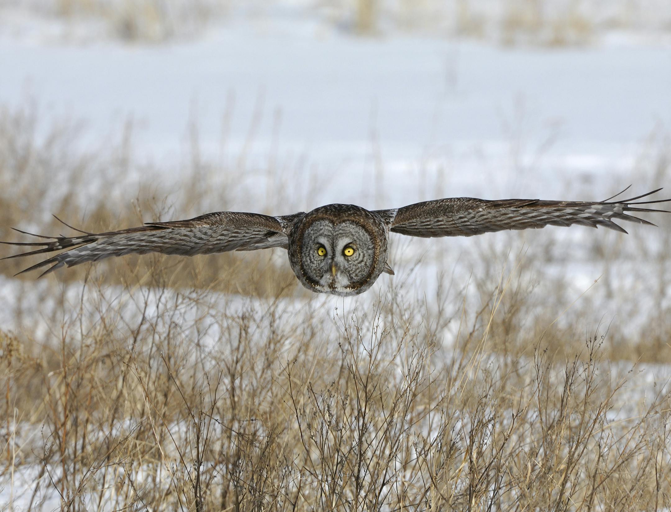 00830-048.17 Great Grey Owl in flight on silent wings over grassy meadow. Predator, raptor, bird of prey. H8F1