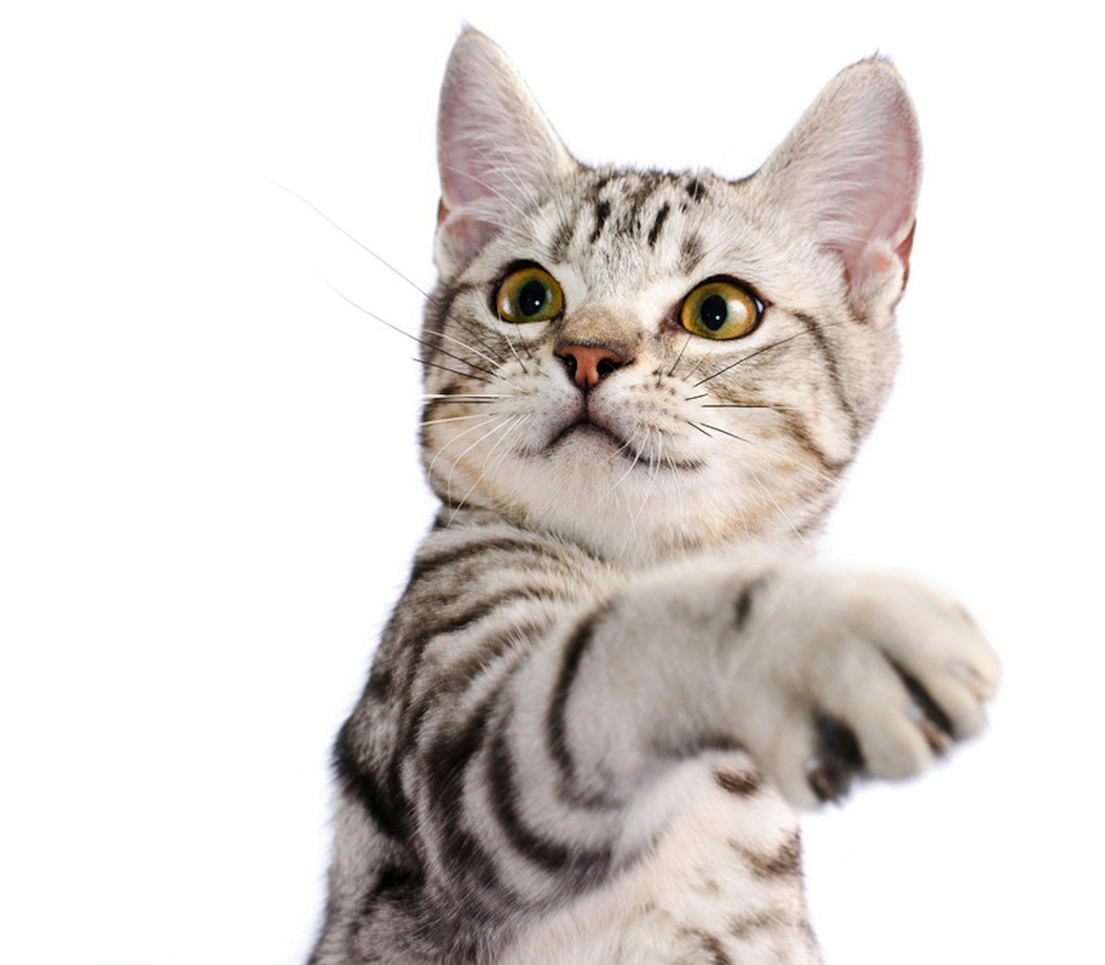 Cat scratch disease (or cat scratch fever) is a specific type of bacterial infection that occurs when a cat bites or scratches hard enough to break the skin's surface or licks an open wound. It's estimated that 40 percent of cats carry this particular bacterium, usually after an exposure to fleas or another animal that was exposed. (Paisit Teeraphatsakool/Dreamstime/TNS) ORG XMIT: 1269896