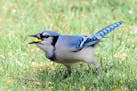 Photos by Jim Williams
A blue jay packs corn kernels into its throat pouch.