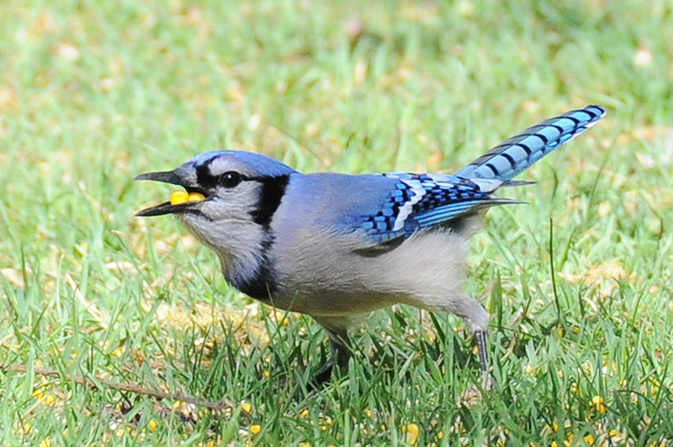 Photos by Jim Williams
A blue jay packs corn kernels into its throat pouch.