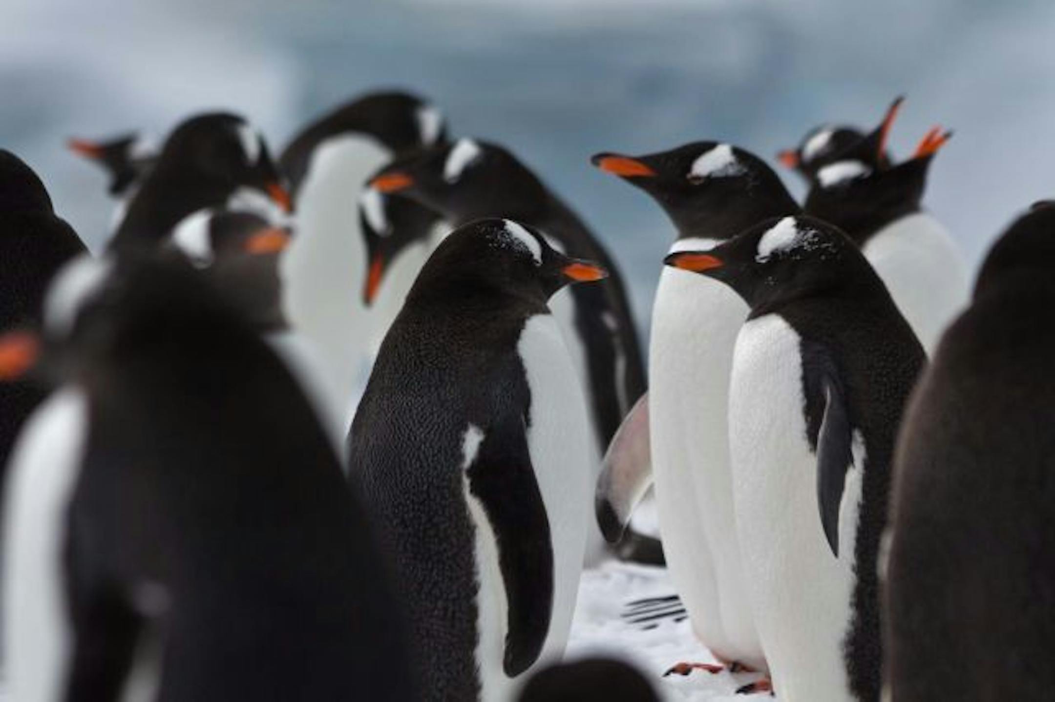 Gentoo penguins live and breed on Antarctica.They seemed like a friendly lot: A group of them hovered on the shoreline as if to greet passengers when they arrived via Zodiac.