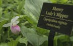 Lady Slipper flower at Eloise Butler Wildflower Garden and Bird Sanctuary. Photo by Heather Munro