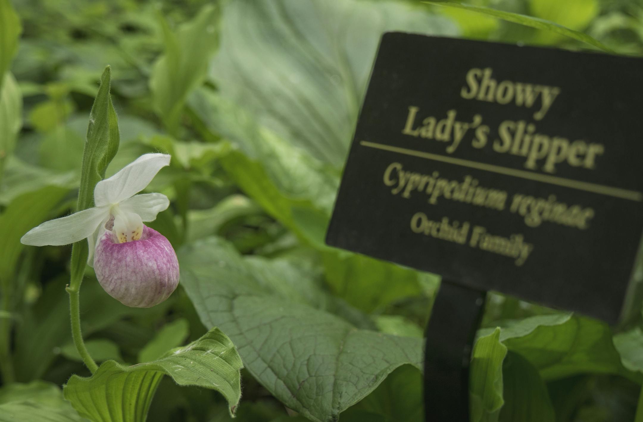 Lady Slipper flower at Eloise Butler Wildflower Garden and Bird Sanctuary. Photo by Heather Munro