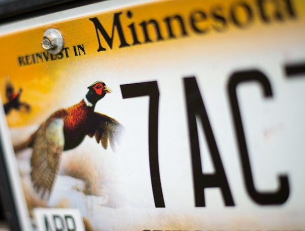 Minnesota has been home to pheasants for about 100 years. But the birds have struggled recently, due to a loss of grasslands. ORG XMIT: MIN16080523022
