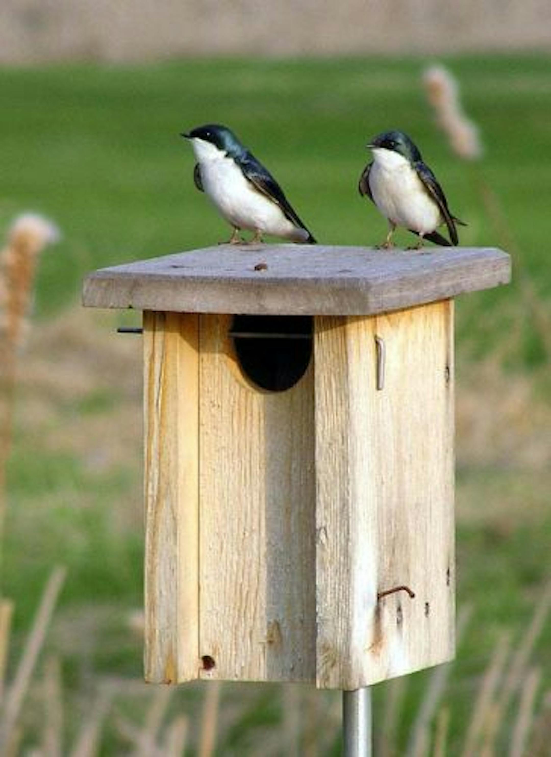 Pair of tree swallows on nest box