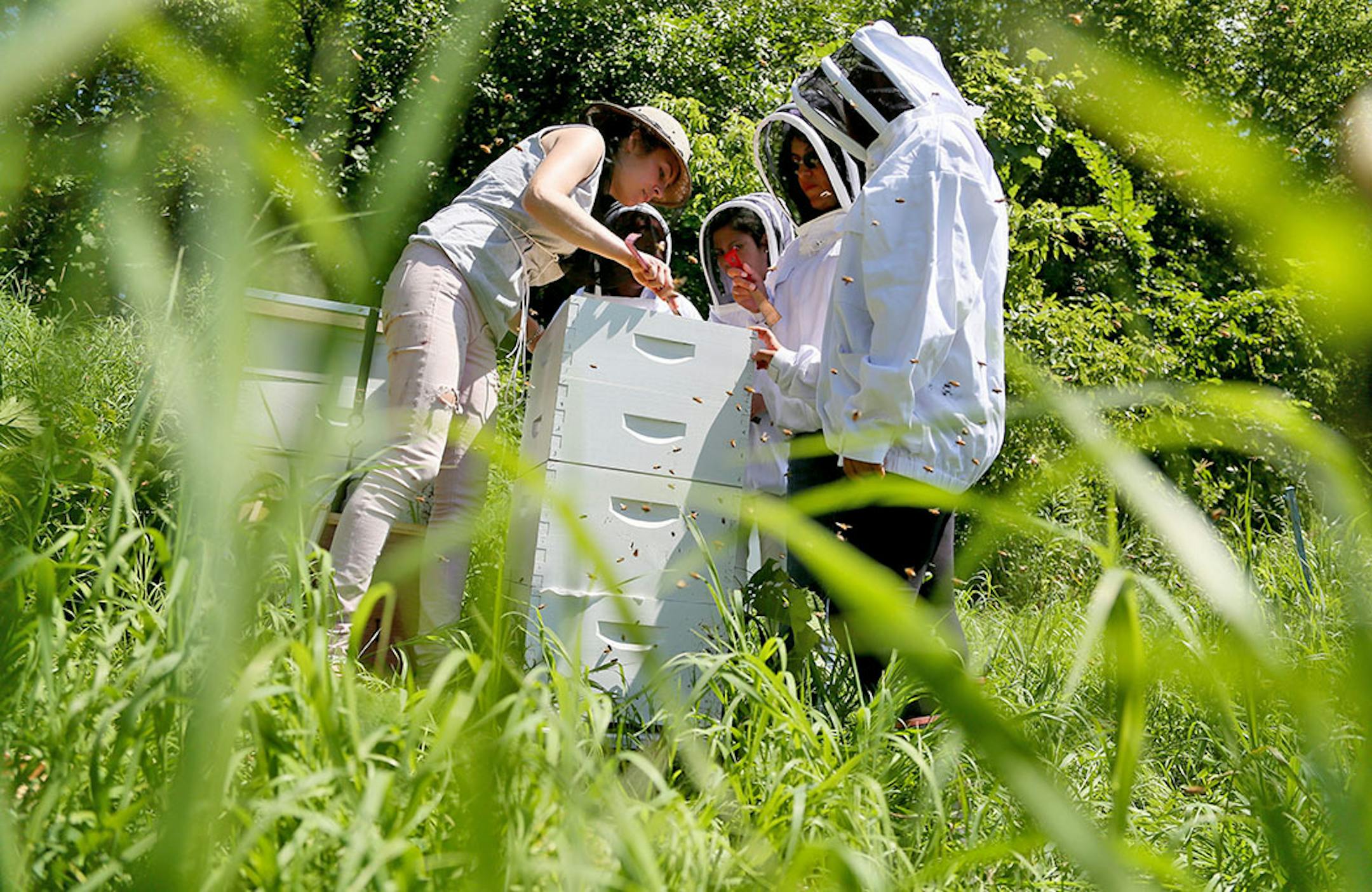 Reinas de Miel consists of five women and one youth who work at the hives every Thursday, including Thursday, July 23, 2015, at a farm in Lakeville, MN. Here, women in the group inspect the hives before checking honeycombs for honey and bees. Urban Ventures has partnered with the University of Minnesota to train low-income women to become beekeepers.