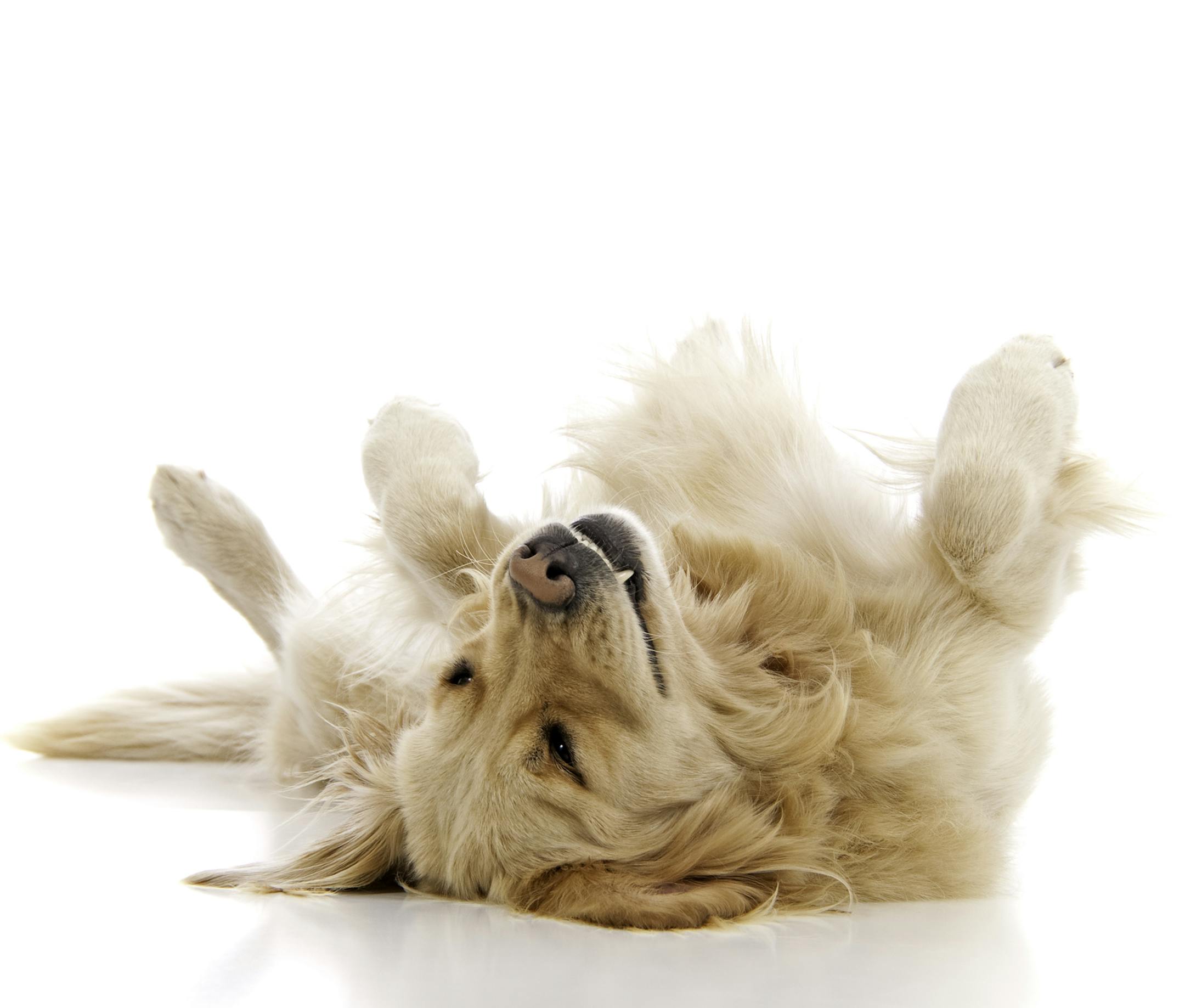 Help your pet burn up some pent-up energy.
