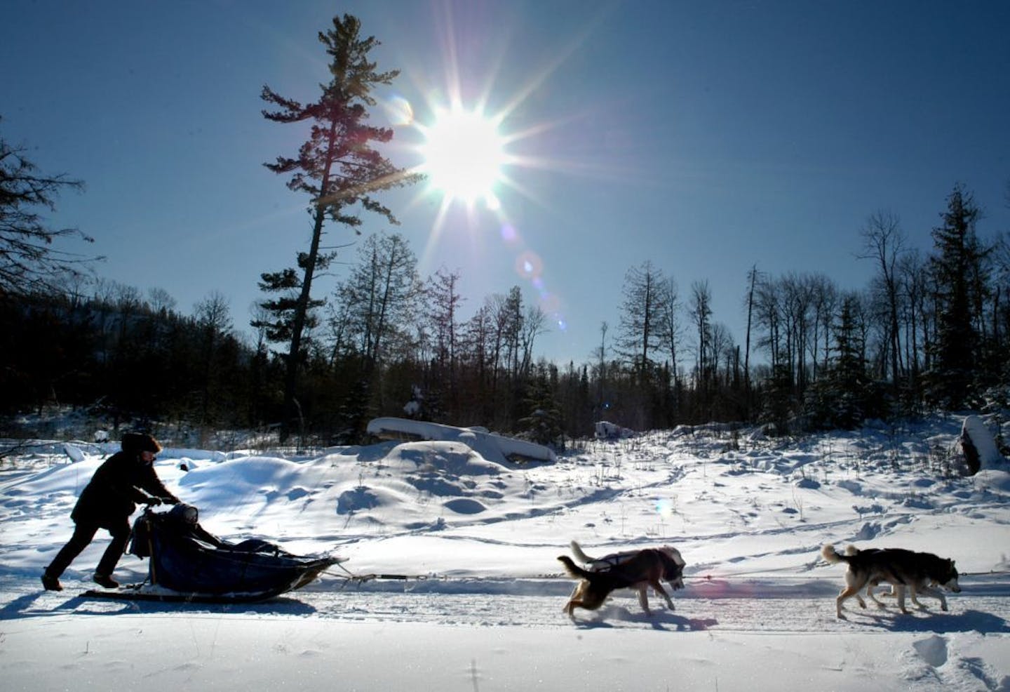 Grand Marais, MN. Thursday 1/29/2004 At the GunFlint Lodge Kevin Walsh mushes dogs along the Gunflint Trail under blue skies and windchill of -50 degrees.