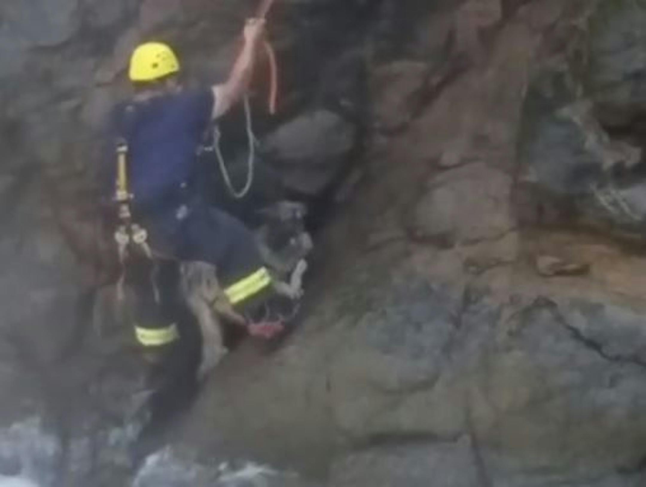 A firefighter set his feet firmly ahead of lifting the dog to safety.