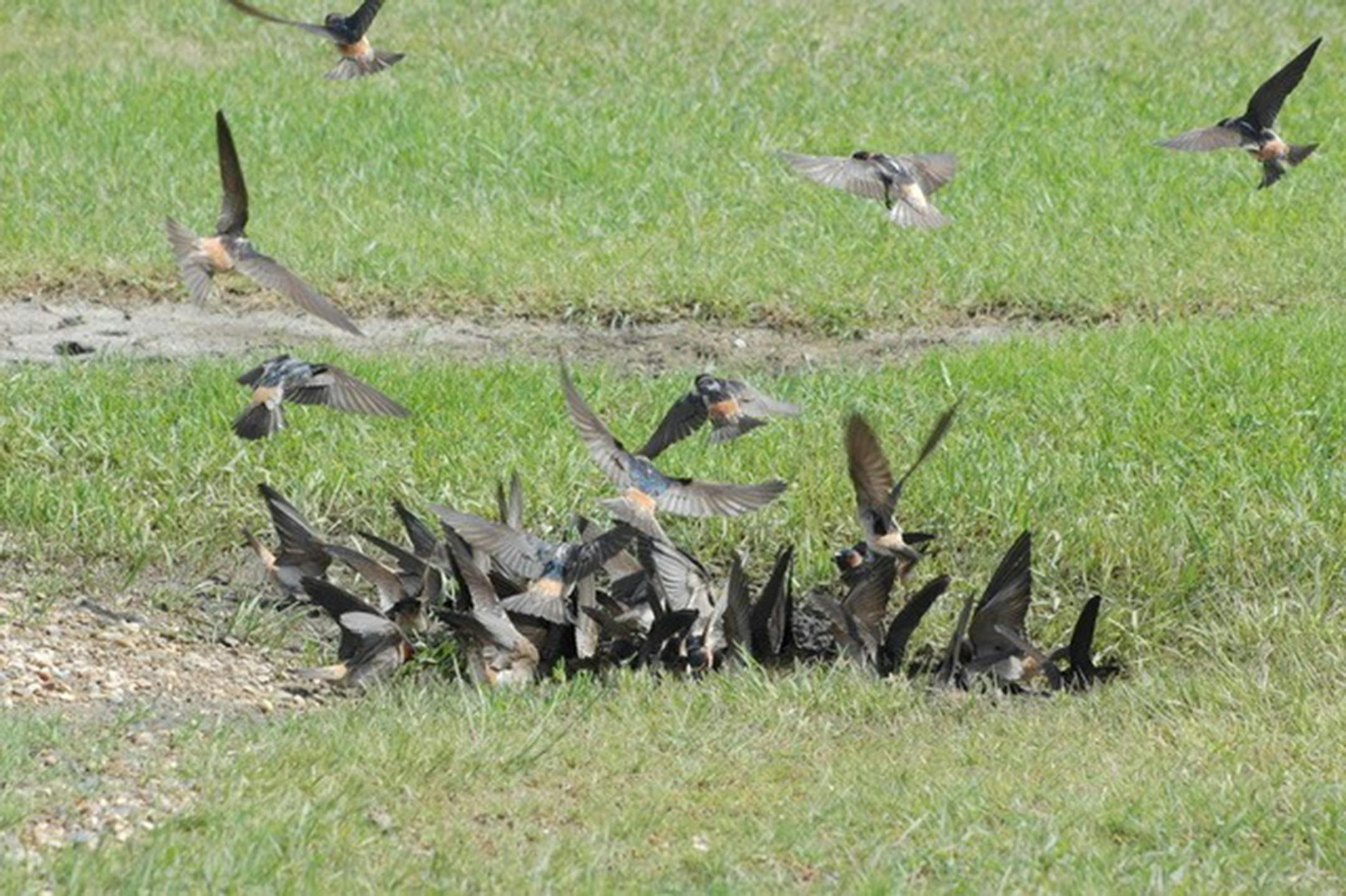 A flock of cliff swallows swarm together over a tiny patch of mud.