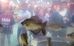 Who&#xc3;&#x152;s watchin&#xc3;&#x152; who? A school of crappies draw a curious crowd inside the Travelin&#xc3;&#x152; Fish Tank at the 67th Annual No