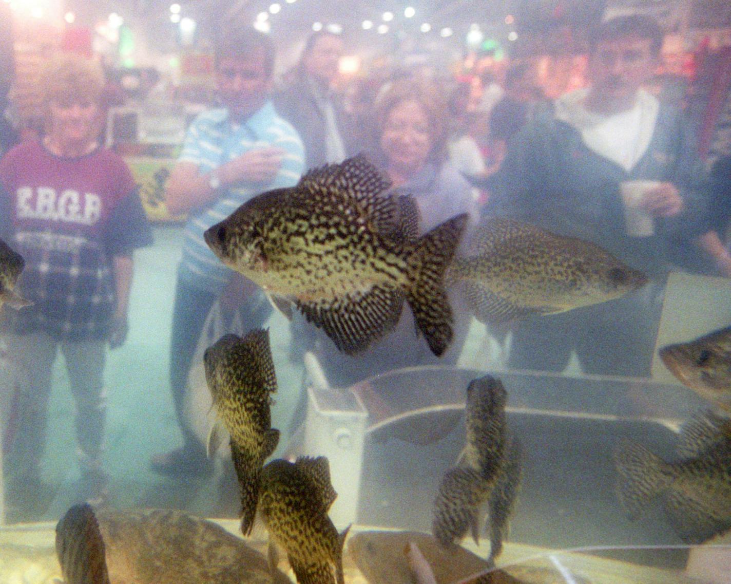 Who&#xc3;&#x152;s watchin&#xc3;&#x152; who? A school of crappies draw a curious crowd inside the Travelin&#xc3;&#x152; Fish Tank at the 67th Annual Northwest Sportshow at the Minneapolis Convention Center. ORG XMIT: MIN2014032016314877