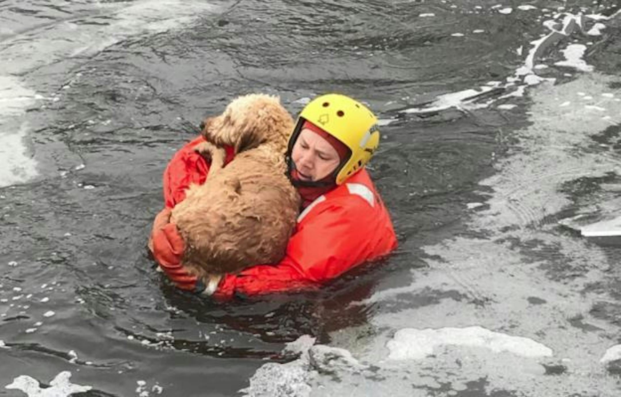 Bloomington Fire Department rescued a pooch that had gone through thin ice on a pond last week in the 8200 block of Penn Ave. S.
