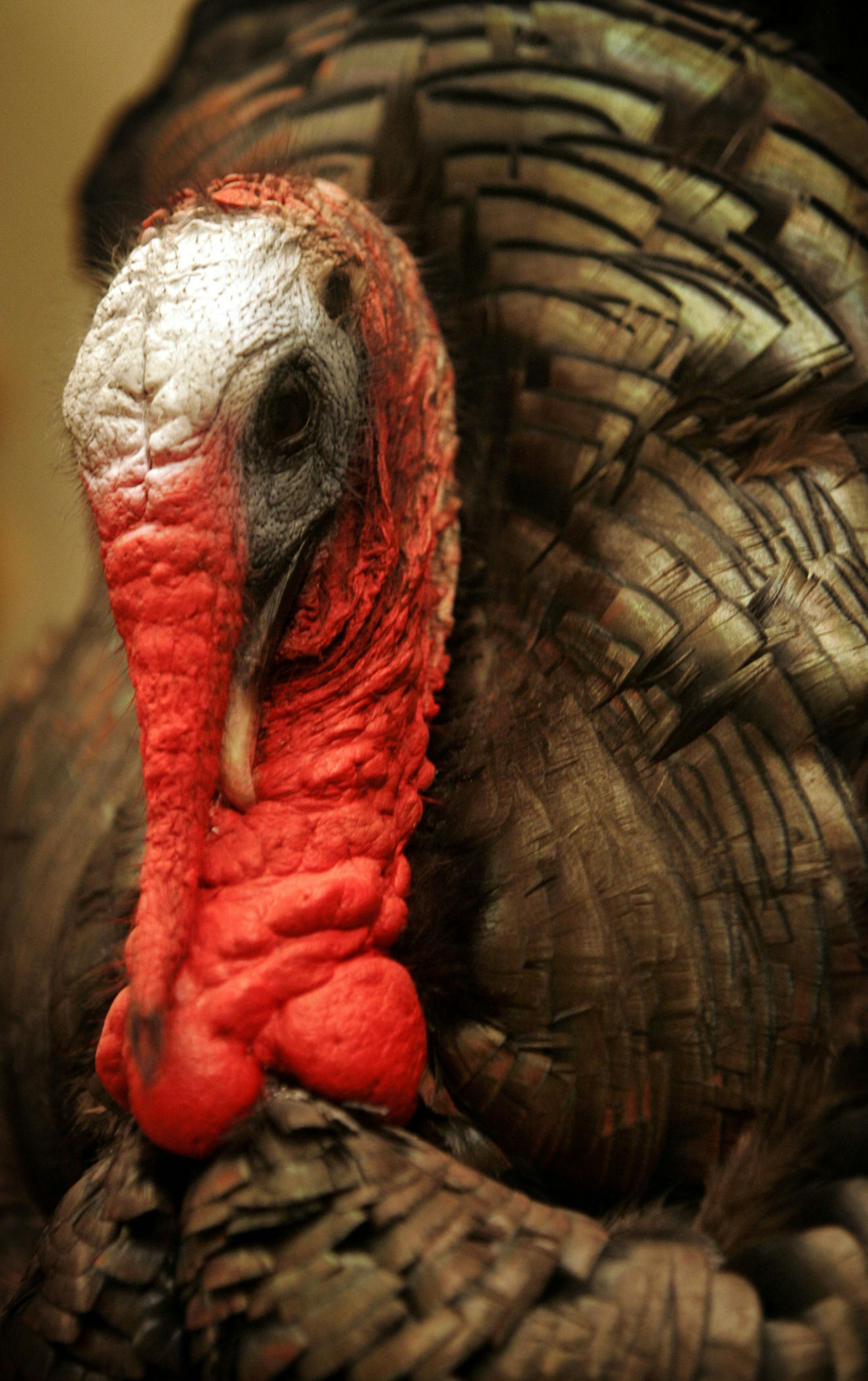 DAVID JOLES &#xef; djoles@startribune.com Prior Lake, MN - April 8, 2009-] A Merriam's turkey is amoung several mounted turkeys bagged by seasoned turkey hunter Gary Detjen in a room in the basement of his Prior Lake home dedicated to his passion. ORG XMIT: MIN2015041017492771