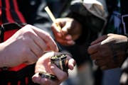Attendees of Cannabis Awareness Day at the Minnesota Capitol worked on packing a joint April 20, 2018, in St. Paul.