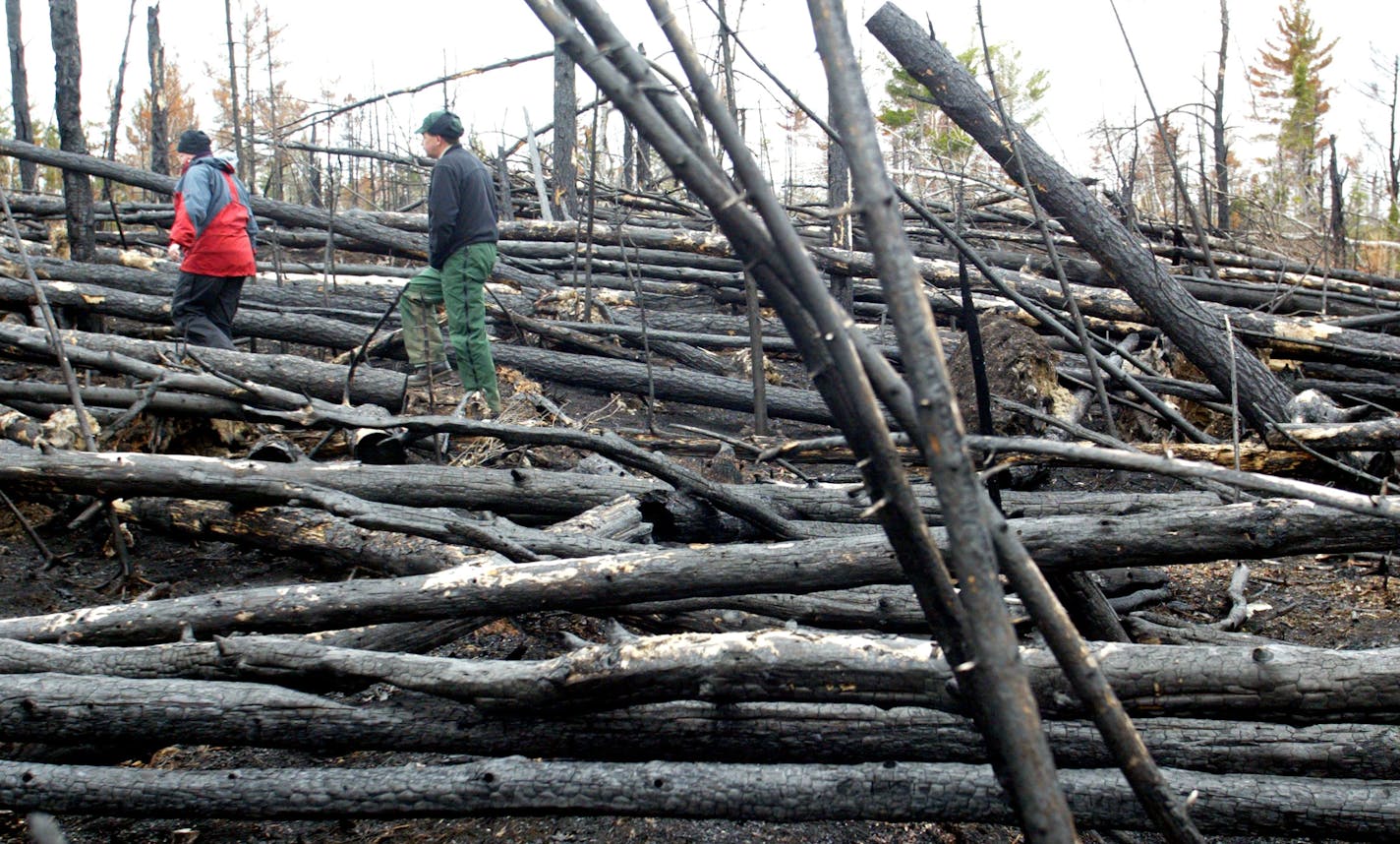 High winds are one of the top natural hazards in Minnesota. A massive straight line wind leveled thousands of acres of trees in the BWCA July 4th of 1999.