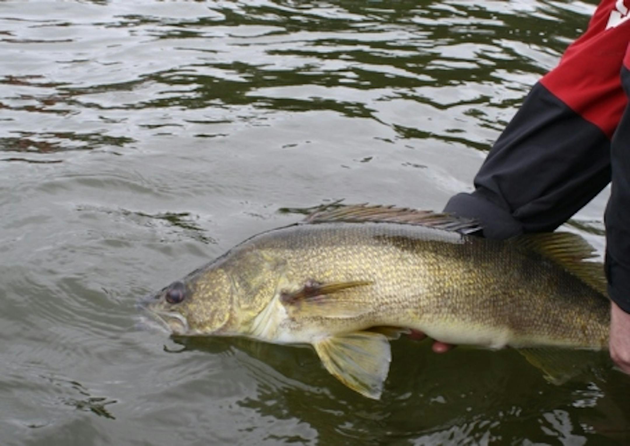 A hefty 28 inch walleye that the author caught and released on opening day of 2009.