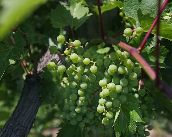 At Parley Lake Winery in Waconia, Frontenac gris grapes are a cold hardy variety developed by the U of M .