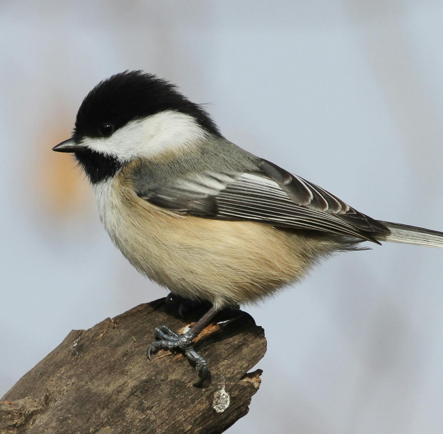 Black-capped chickadee