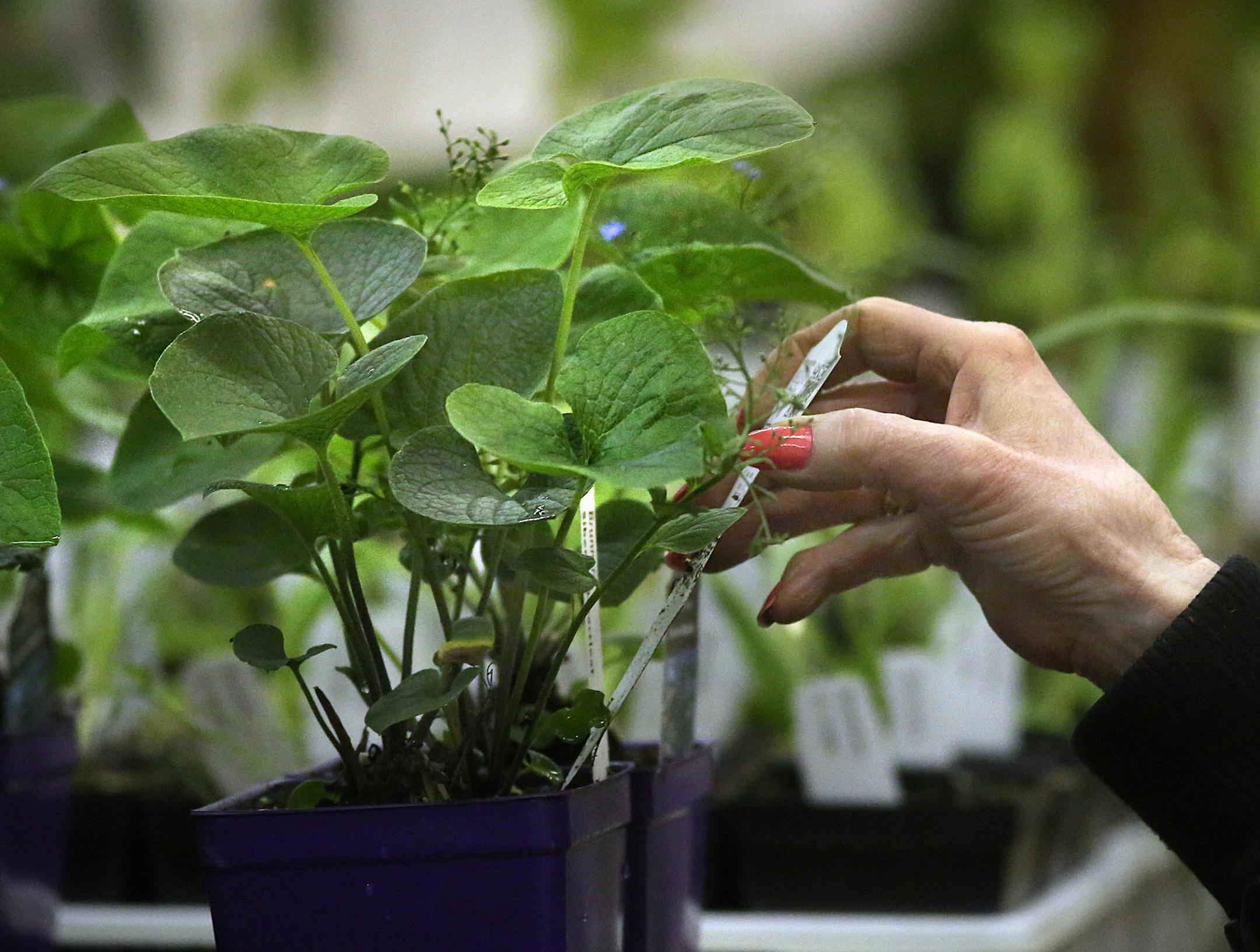 Irene Serres, 78, Miesville, looked over a Siberian Bugloss plant. ] JIM GEHRZ ï james.gehrz@startribune.com / Falcon Heights, MN / May 9, 2015 /12:00 PM - BACKGROUND INFORMATION: Friends School Plant Sale is held Mother's Day weekend at the Minnesota State Fair Grandstand with 2,300 varieties of plants.