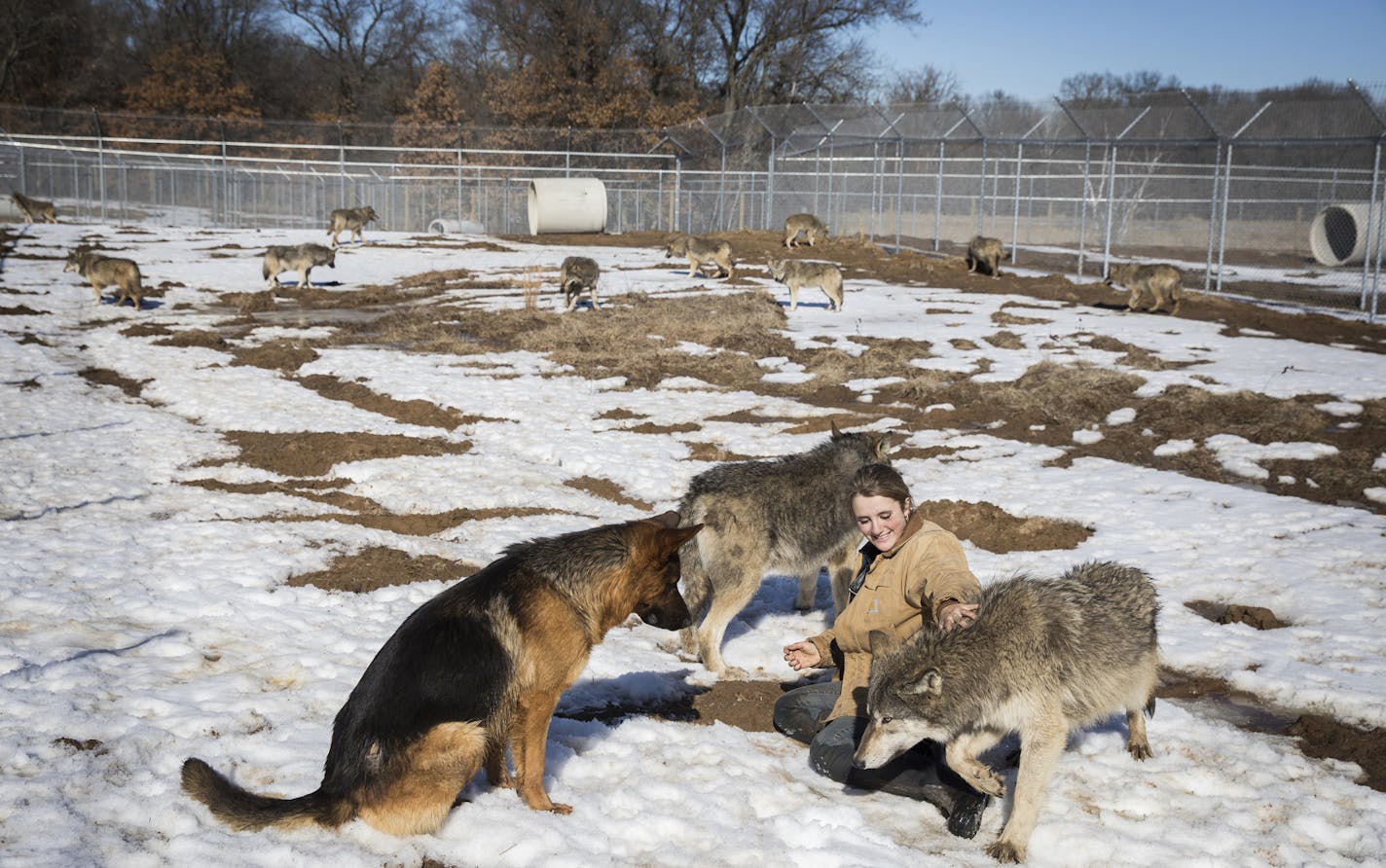 Megan Callahan-Beckel, 17, daughter of the executive director of the Center, helps the wolves explore their new habitat in Linwood accompanied by Oliver, left, a German Shepherd who helped raise the wolf pups. ] LEILA NAVIDI &#xef; leila.navidi@startribune.com BACKGROUND INFORMATION: The Wildlife Science Center moves 14 nine-month-old wolf pups from their facility in Columbus to their new facility in Linwood Township on Friday, February 17, 2017.